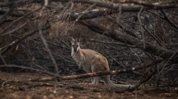 مدار الساعة,أخبار اقتصادية,رئيس الوزراء