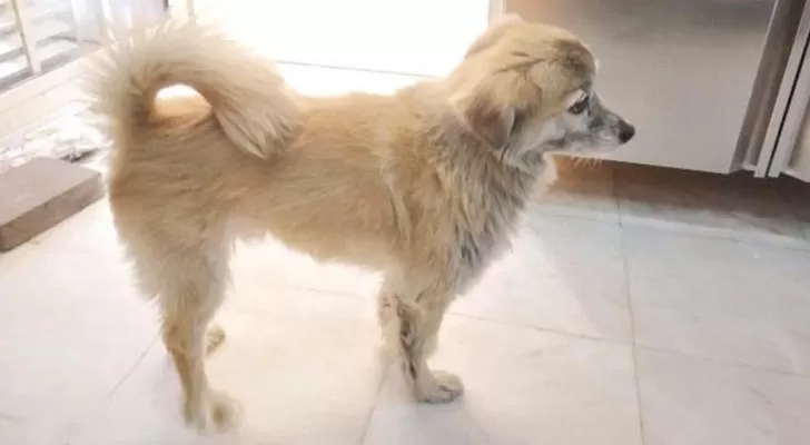 مدار الساعة,أخبار خفيفة ومنوعة,صحيفة الرأي