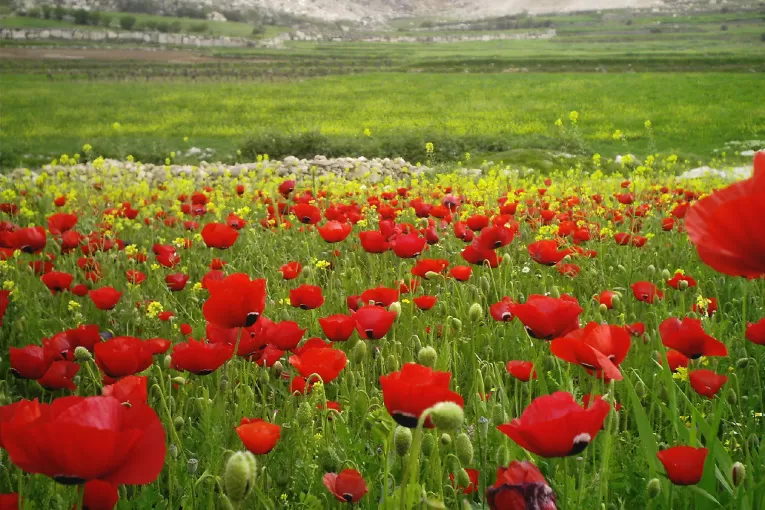 مدار الساعة,الطقس في الأردن اليوم,طقس الأردن,طقس العرب,طقس العرب الاردن,درجات الحرارة,الأرصاد الجوية,البحر الميت