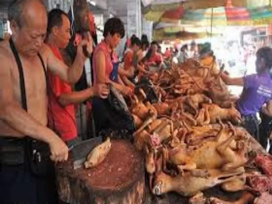 مدار الساعة,أخبار خفيفة ومنوعة,كورونا,منظمة الصحة العالمية