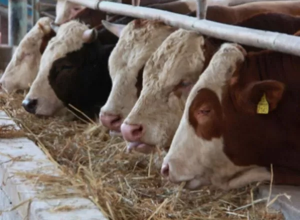 مدار الساعة,أخبار عربية ودولية