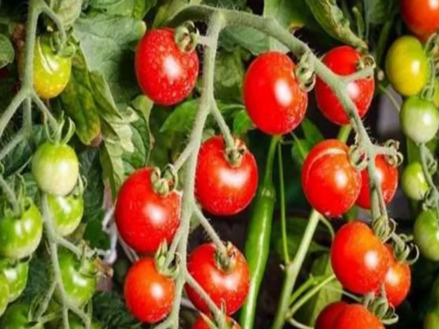 مدار الساعة,أخبار الأردن,اخبار الاردن,الاتحاد الأوروبي,وزارة الزراعة