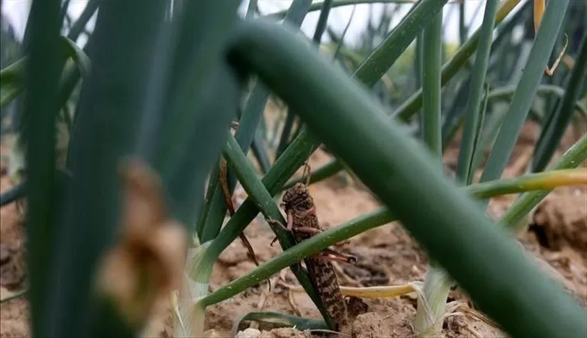 مدار الساعة,أخبار عربية ودولية