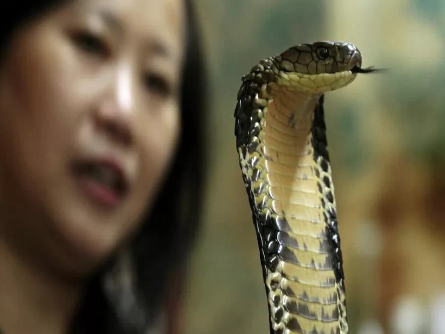 مدار الساعة,أخبار عربية ودولية,كورونا,كوفيد 19
