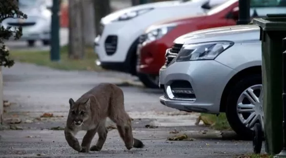 مدار الساعة,أخبار خفيفة ومنوعة,كورونا
