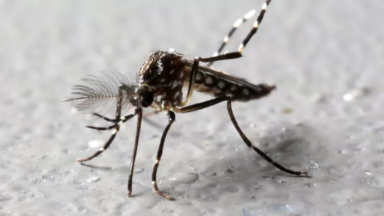 مدار الساعة,أخبار خفيفة ومنوعة,كورونا,درجات الحرارة