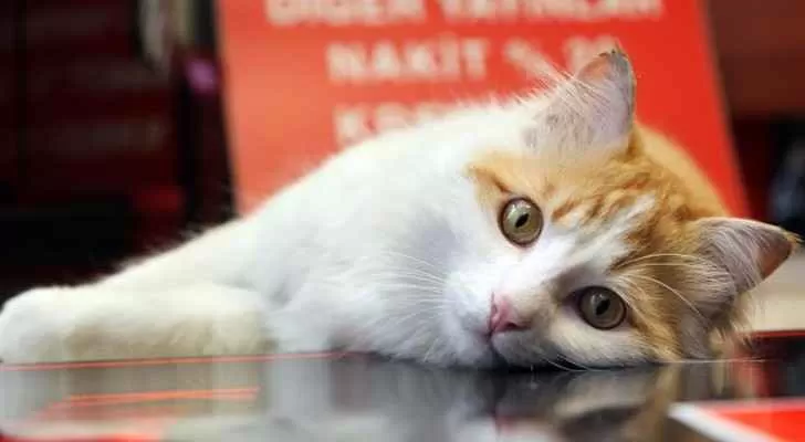 مدار الساعة,أخبار خفيفة ومنوعة,مواقع التواصل الاجتماعي