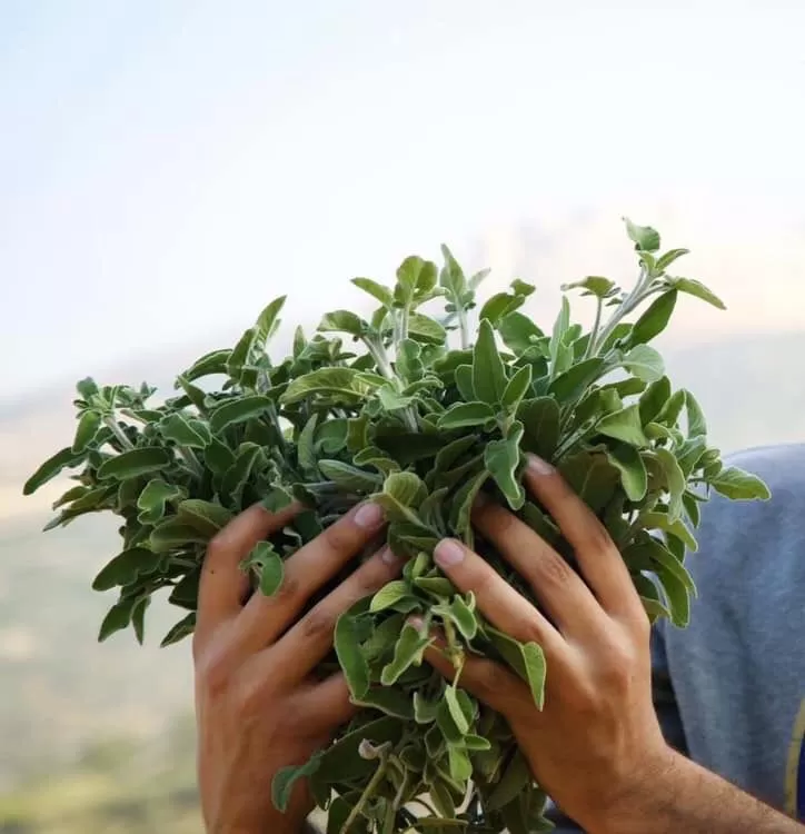 مدار الساعة,أخبار الأردن,اخبار الاردن,كورونا