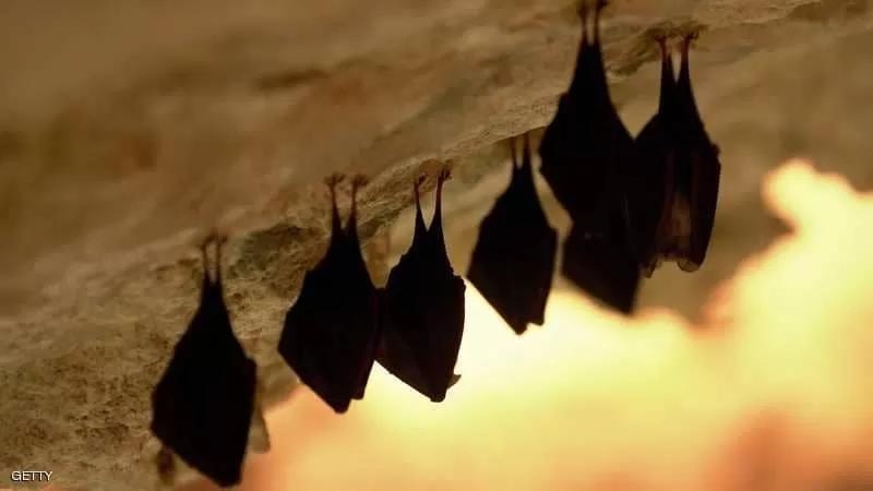 مدار الساعة,أخبار خفيفة ومنوعة,كورونا