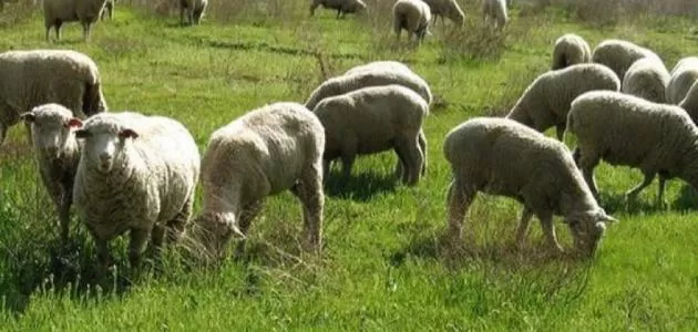 مدار الساعة,أخبار الأردن,اخبار الاردن,وزير الزراعة,وزير البيئة,صالح الخرابشة,وزارة الزراعة