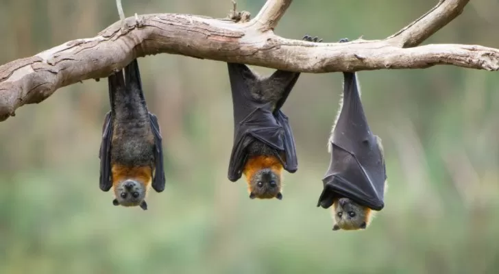 مدار الساعة,أخبار عربية ودولية,كورونا
