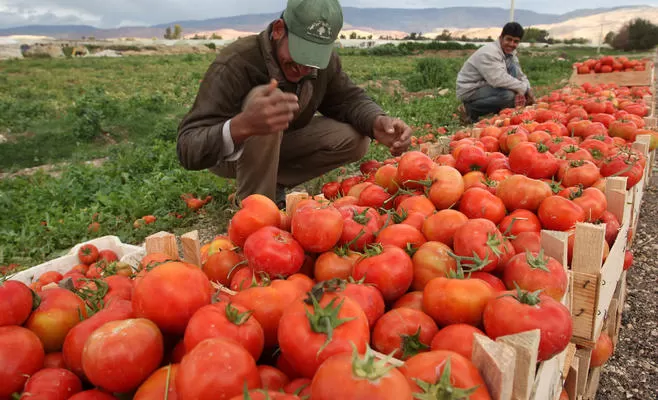 مدار الساعة,أخبار اقتصادية,دائرة الإحصاءات العامة,وزارة الزراعة