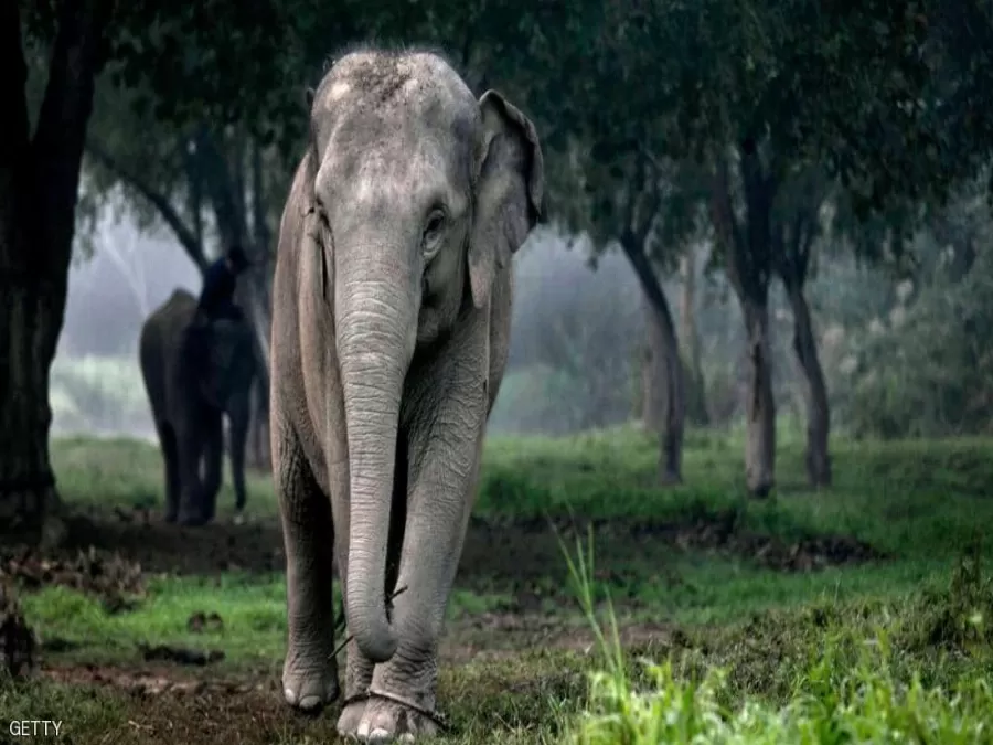 مدار الساعة,أخبار خفيفة ومنوعة,كورونا,كوفيد 19