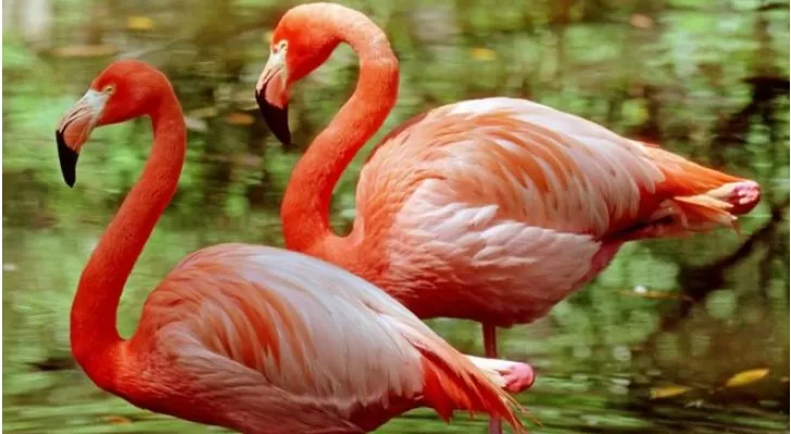 مدار الساعة,أخبار خفيفة ومنوعة,كورونا