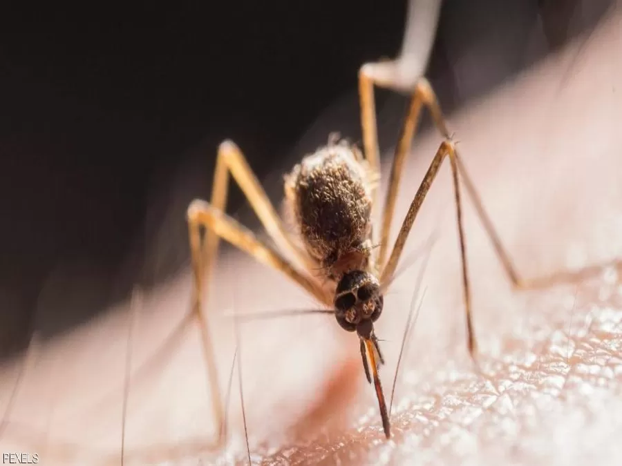 مدار الساعة,أخبار خفيفة ومنوعة,كورونا,منظمة الصحة العالمية