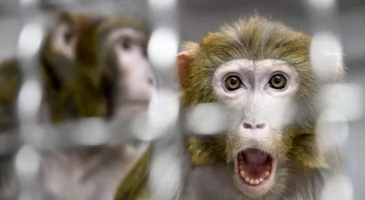 مدار الساعة,أخبار خفيفة ومنوعة,كورونا