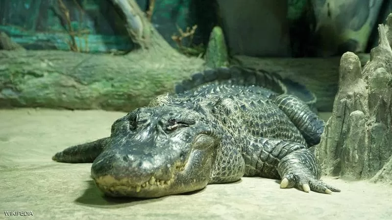 مدار الساعة,أخبار خفيفة ومنوعة