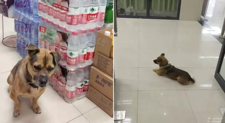 مدار الساعة,أخبار خفيفة ومنوعة,كورونا