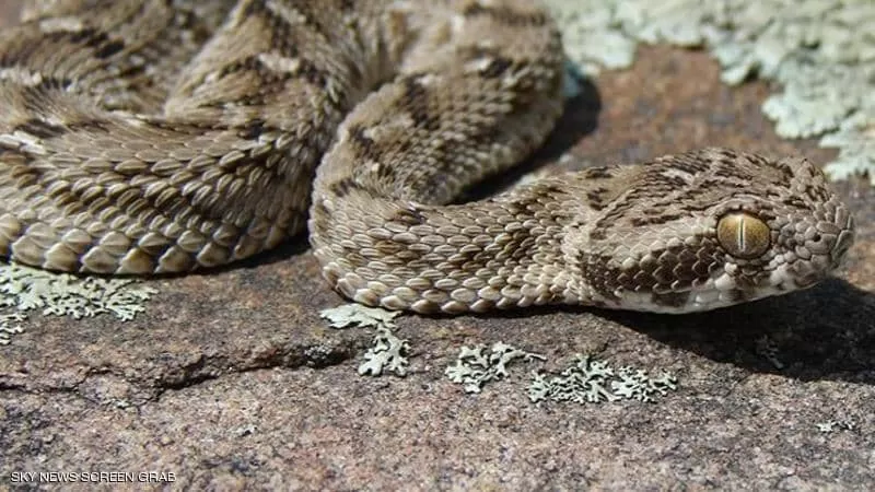 مدار الساعة,أخبار خفيفة ومنوعة