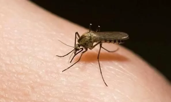 مدار الساعة,أخبار خفيفة ومنوعة,كورونا,وزارة الزراعة