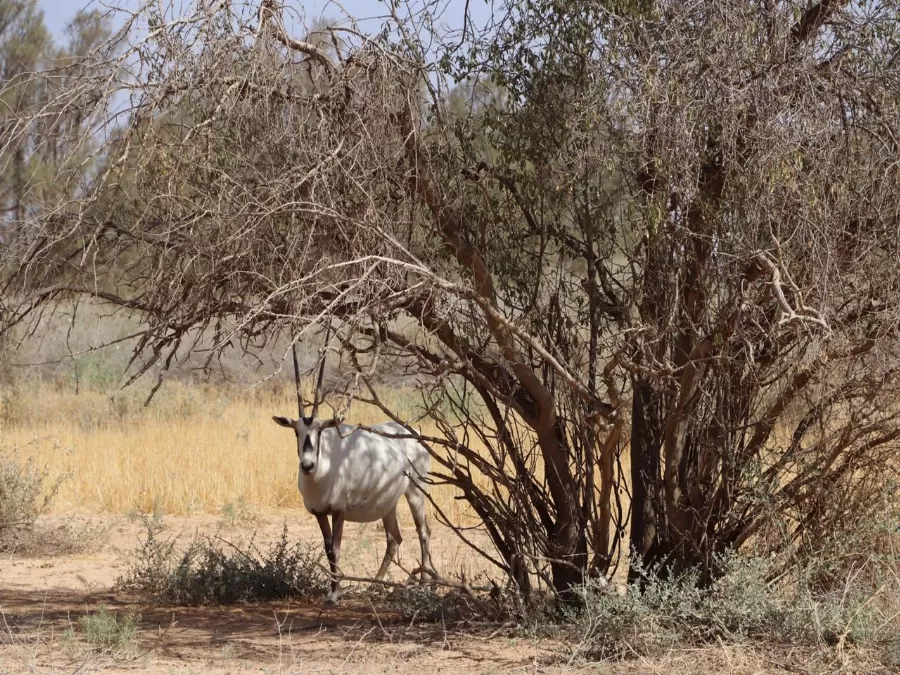 مدار الساعة,أخبار الجامعات الأردنية,كورونا,وزارة الصحة,وزارة السياحة,البنك الاستثماري