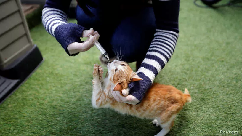 مدار الساعة,أخبار خفيفة ومنوعة,كورونا