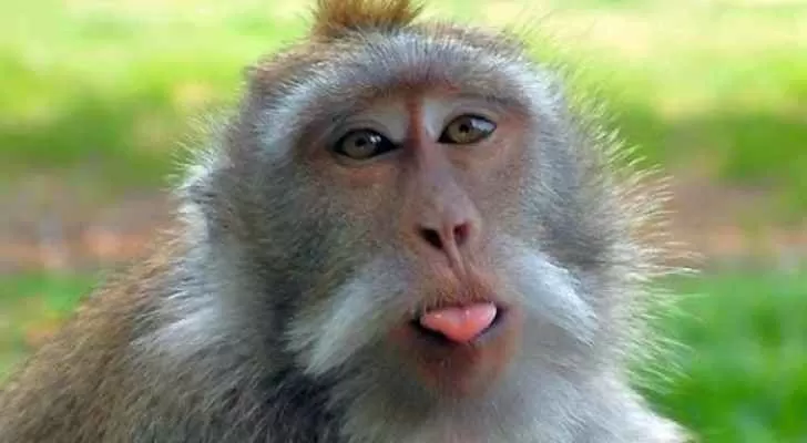 مدار الساعة,أخبار خفيفة ومنوعة,صحيفة الرأي