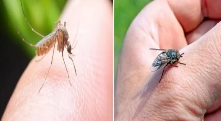 مدار الساعة,أخبار خفيفة ومنوعة,كورونا,منظمة الصحة العالمية