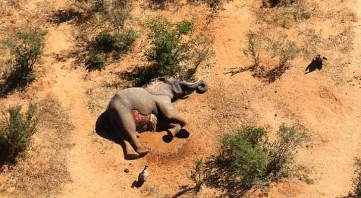 مدار الساعة,أخبار خفيفة ومنوعة,كورونا