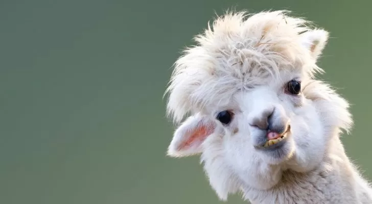 مدار الساعة,أخبار خفيفة ومنوعة,كورونا