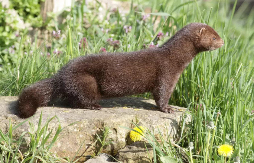 مدار الساعة,أخبار خفيفة ومنوعة,وزير الزراعة,كورونا,منظمة الصحة العالمية