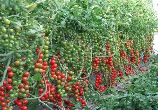 مدار الساعة,أخبار عربية ودولية,كورونا,الاتحاد الأوروبي,وزارة الداخلية