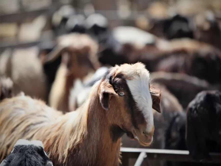 مدار الساعة,أخبار اقتصادية,كورونا,وزارة الزراعة