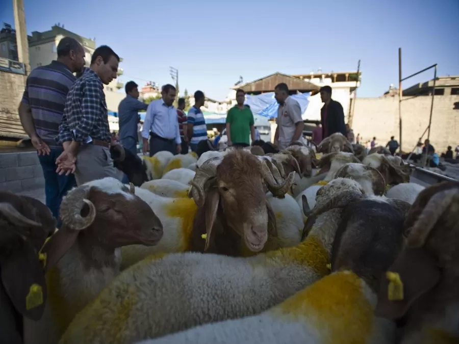 مدار الساعة,أخبار اقتصادية,وزير المالية,كورونا,وزارة الزراعة,عيد الأضحى