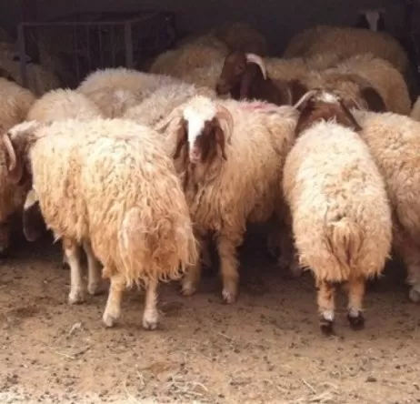 مدار الساعة,أخبار الأردن,اخبار الاردن,كورونا,أمانة عمان الكبرى,أمانة عمان