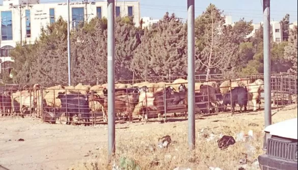 مدار الساعة,أخبار الأردن,اخبار الاردن,كورونا,عيد الأضحى