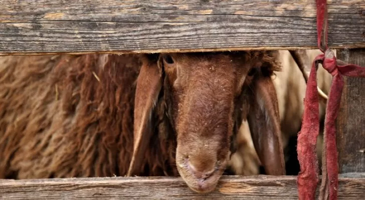 مدار الساعة,أخبار اقتصادية,نسبة البطالة,عيد الأضحى