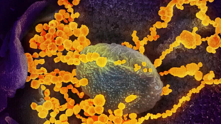 مدار الساعة,أخبار عربية ودولية,كورونا,وسائل التواصل الاجتماعي