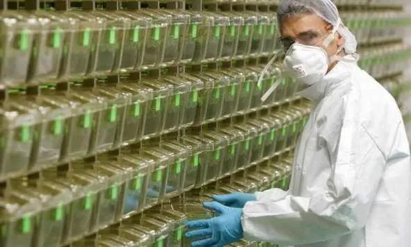 مدار الساعة,أخبار عربية ودولية,كورونا,منظمة الصحة العالمية