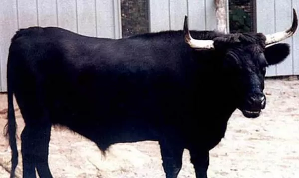 مدار الساعة,أخبار خفيفة ومنوعة,كورونا,كوفيد 19