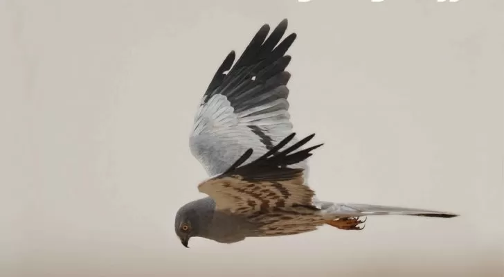مدار الساعة,أخبار الأردن,اخبار الاردن,الاتحاد الأوروبي,وادي الأردن,وزارة البيئة,الأمم المتحدة