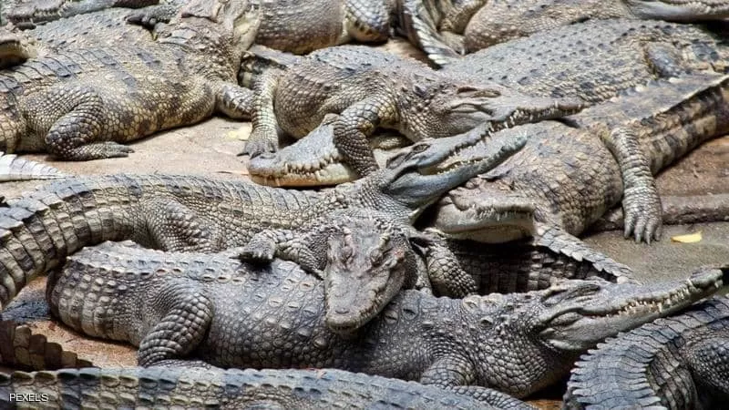 مدار الساعة,أخبار خفيفة ومنوعة