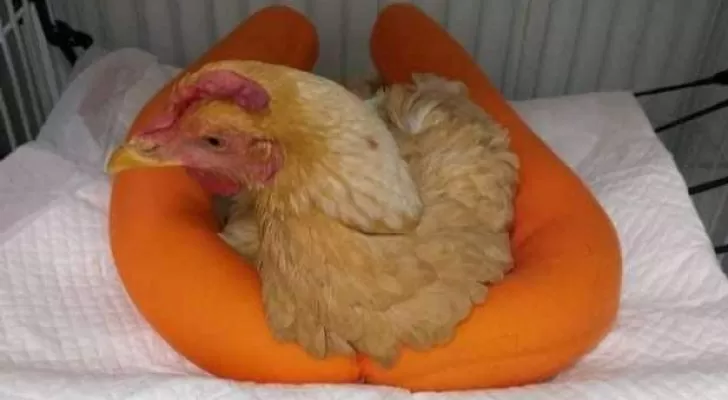 مدار الساعة,أخبار خفيفة ومنوعة