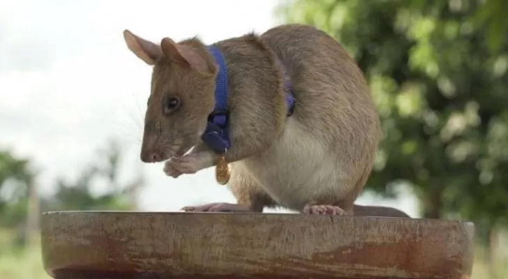 مدار الساعة,أخبار خفيفة ومنوعة