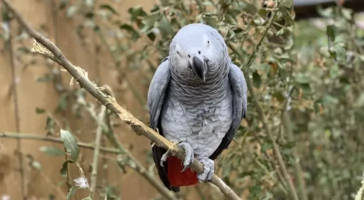 مدار الساعة,أخبار خفيفة ومنوعة,كورونا