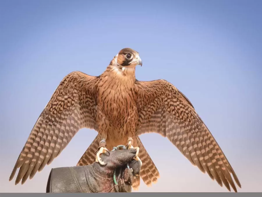 مدار الساعة,أخبار ثقافية