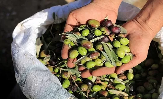 مدار الساعة,أخبار خفيفة ومنوعة,المركز الوطني للبحوث الزراعية