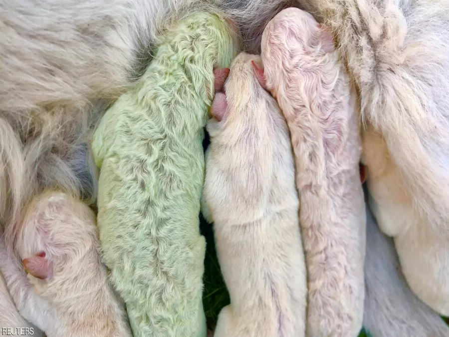 مدار الساعة,أخبار خفيفة ومنوعة,كورونا