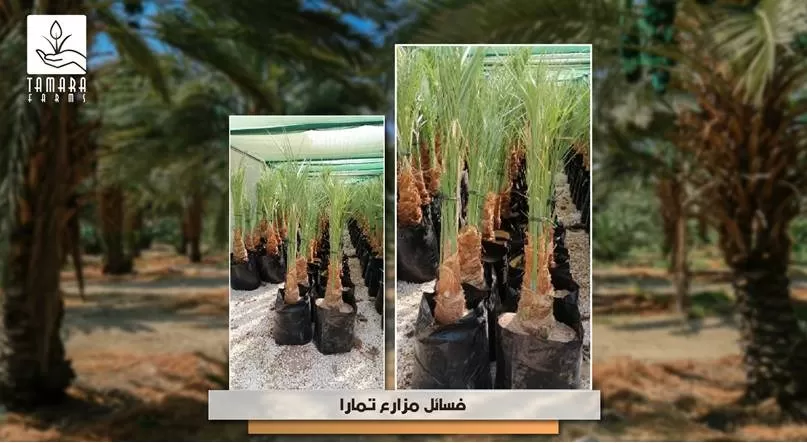 مدار الساعة,أخبار المجتمع الأردني