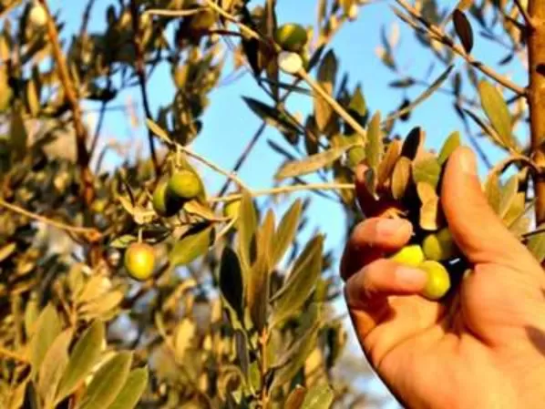 مدار الساعة,أخبار الأردن,اخبار الاردن,كورونا,وزارة الزراعة,مؤسسة الغذاء والدواء